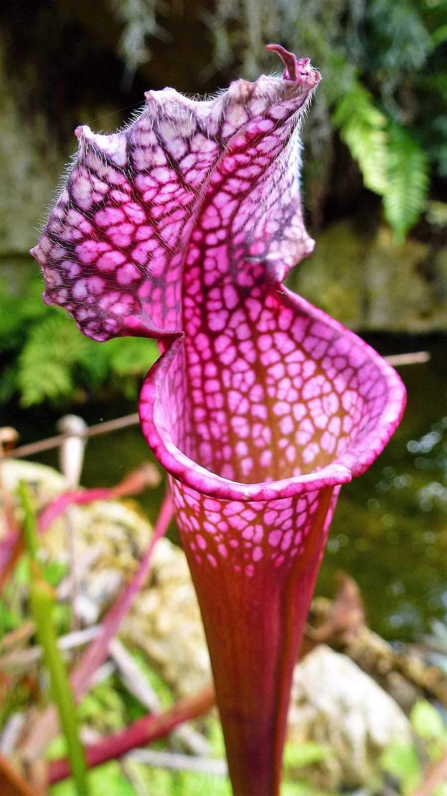 10 MIXED PITCHER PLANT Sarracenia Carnivorous Red Purple Yellow + Flower Seeds