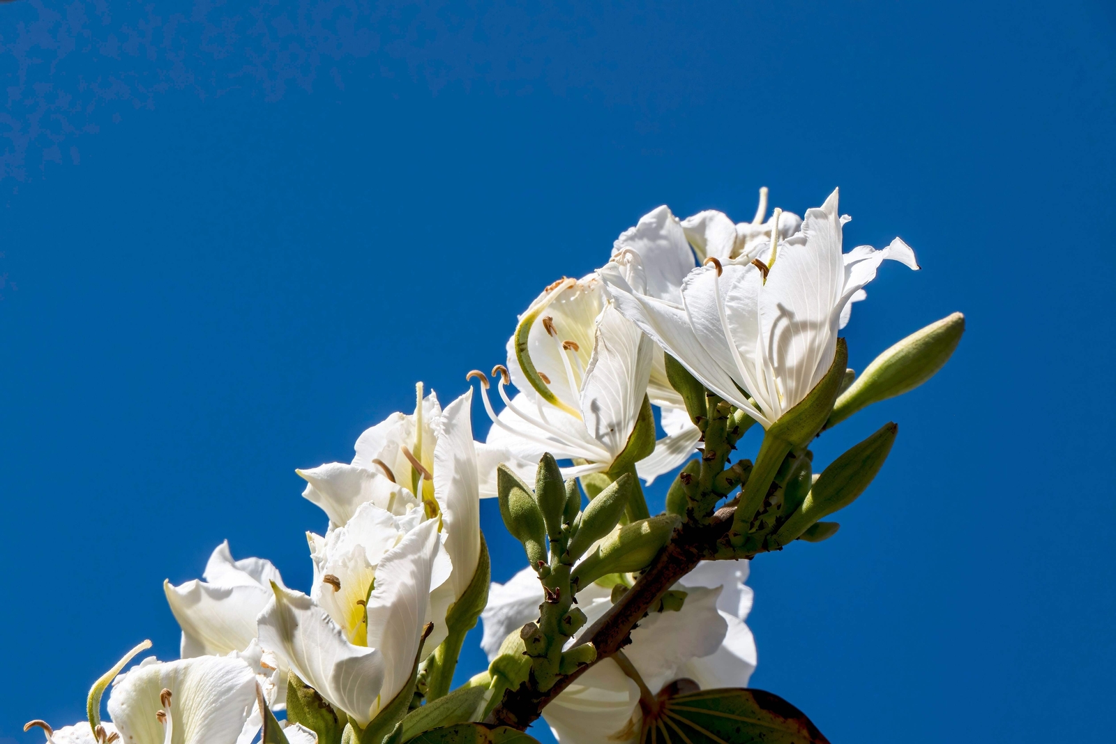 10 WHITE ORCHID TREE Bauhinia Alba Camel’s Foot Butterfly Flower Tree Seeds