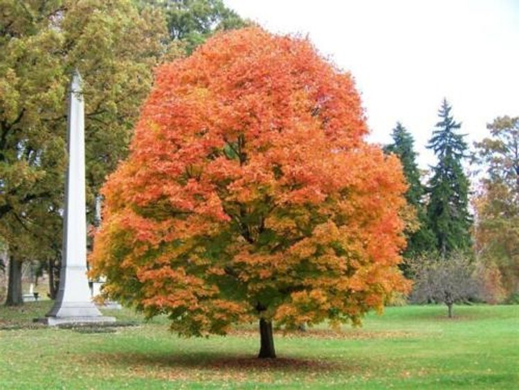 Acers Saccharums Maple Sugar Trees Multiple Exposures In Various Soils Quart Pot
