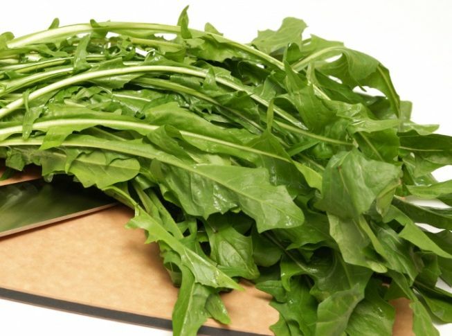 1000 Heirloom Italian Dandelion CATALOGNA EMERALD ENDIVE SEEDS