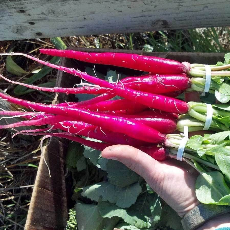 Fire Candle Radish Seeds | Raphanus sativus Radishes Long Red Pink Daikon 2024