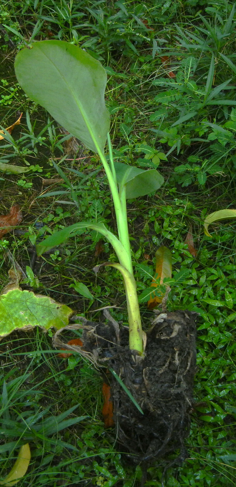 6 Shade Quick Plantation Plantain Banana Fruit Tree like Saba get 20 ft tall