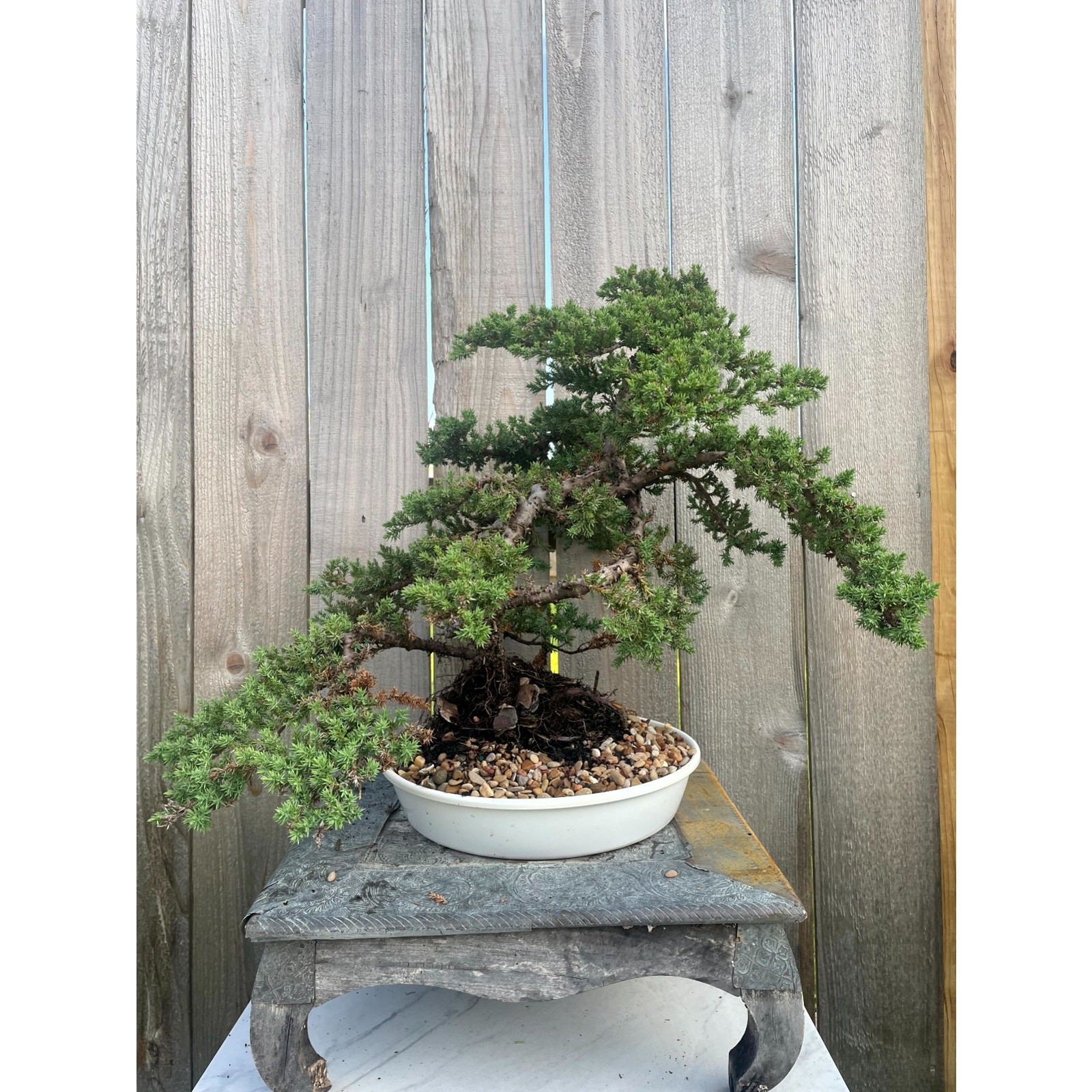 AWESOME! FATHER’S DAY GIFT – Procumbens Nana Juniper Bonsai, 16 YR, Strong Trunk