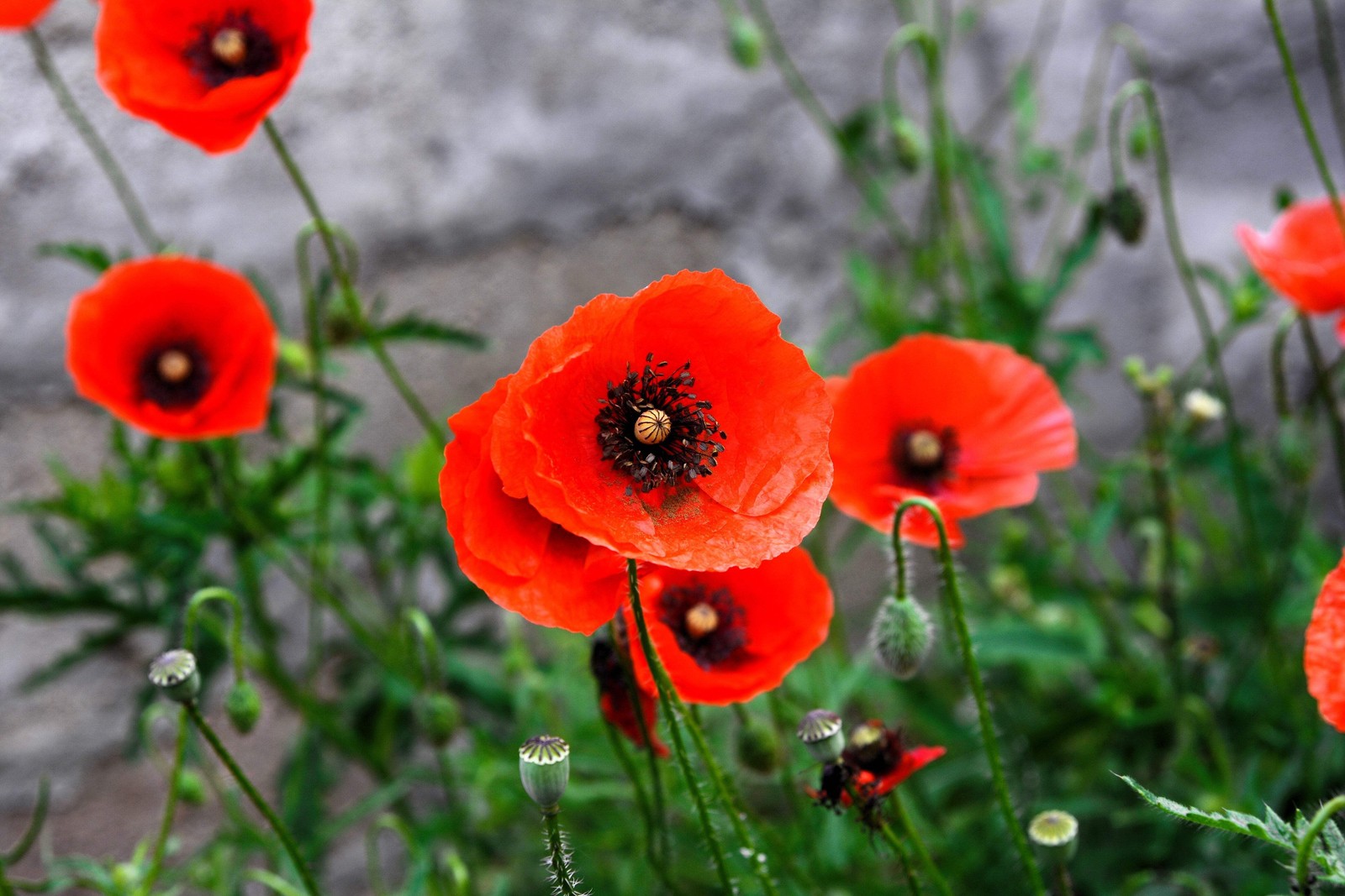 1000 Red AMERICAN LEGION POPPY Corn Shirley Flanders Papaver Rhoeas Flower Seeds