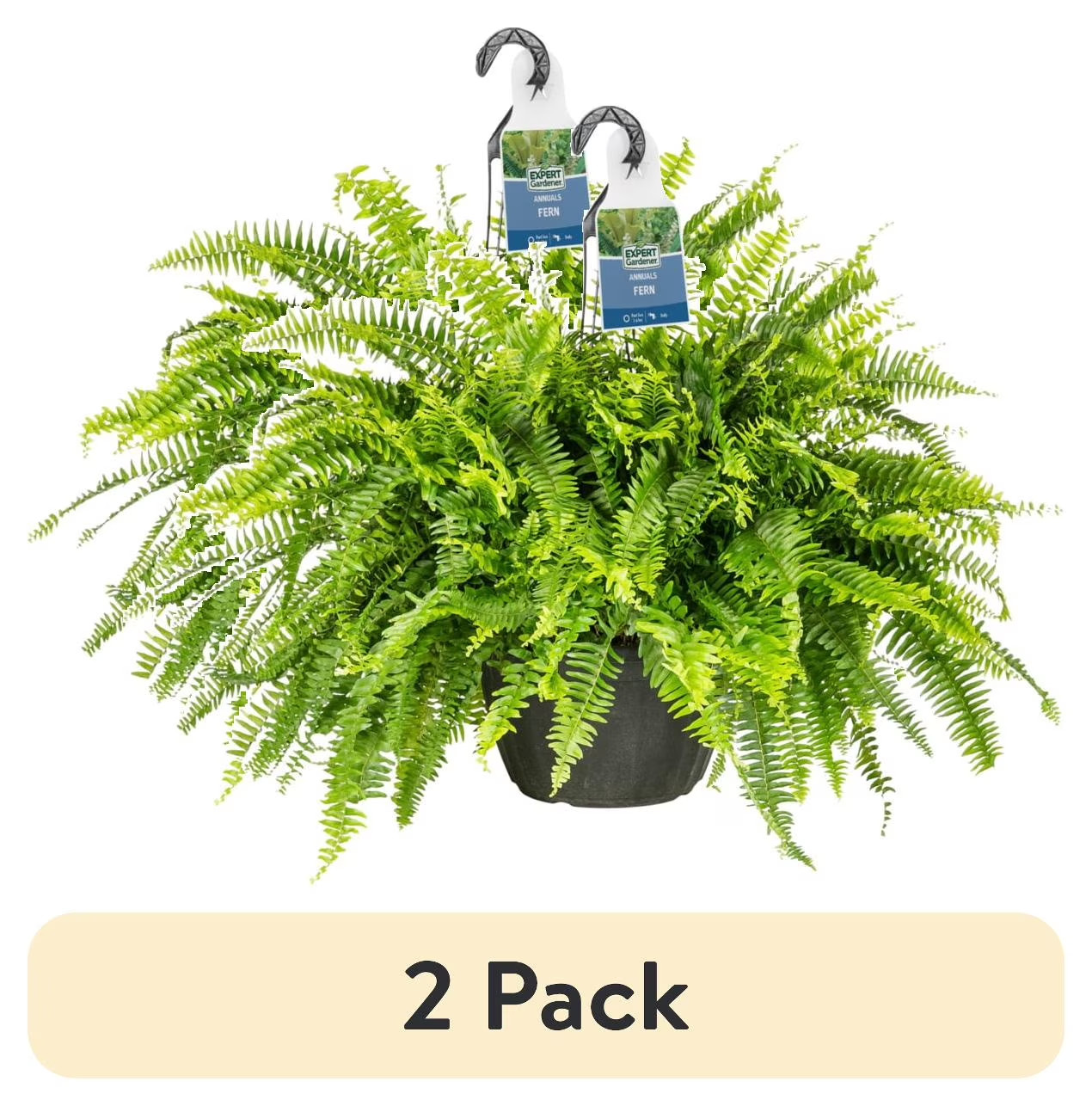 Live Boston Fern Plant 2 Pack 20-24 Inch Shade Hanging Basket Garden Plants