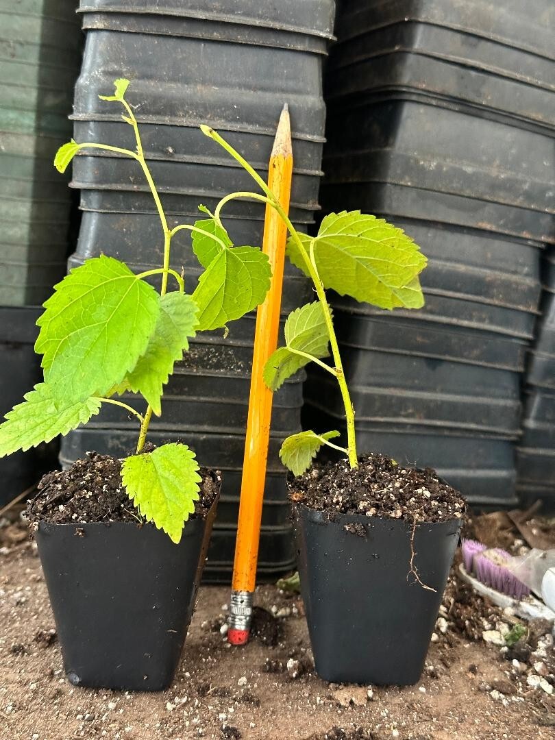 Dwarf Everbearing Mulberry Tree-STARTER PLANT- Morus nigra plant edible fruit