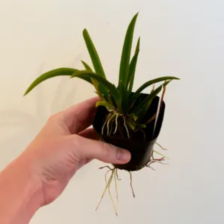 Live Tiny Dancer Tolumnia Miniature Orchid Plant – No Flower Spike – 2″ Pot