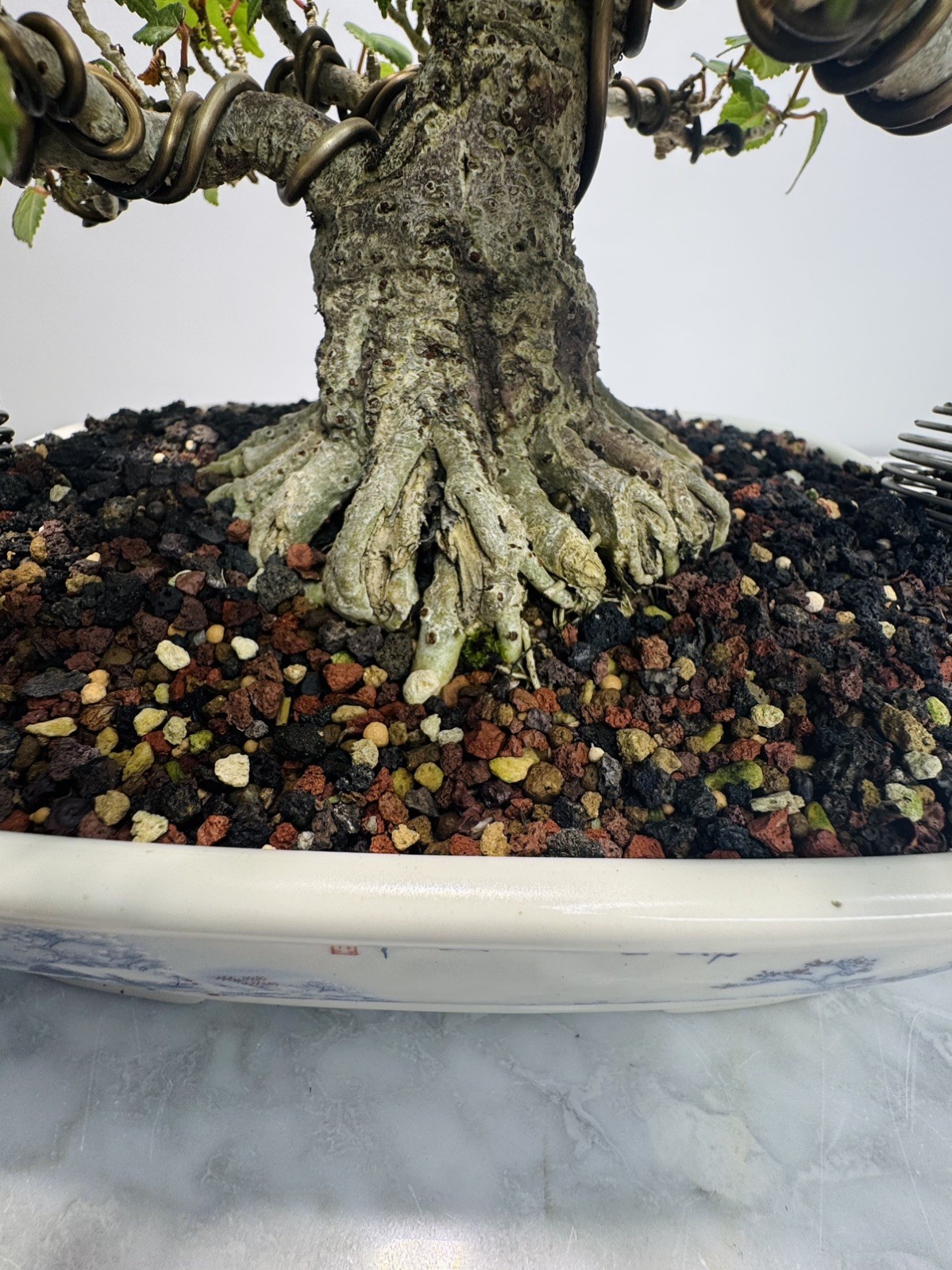 Red Stem Sea Hibiscus Bonsai (Waru)