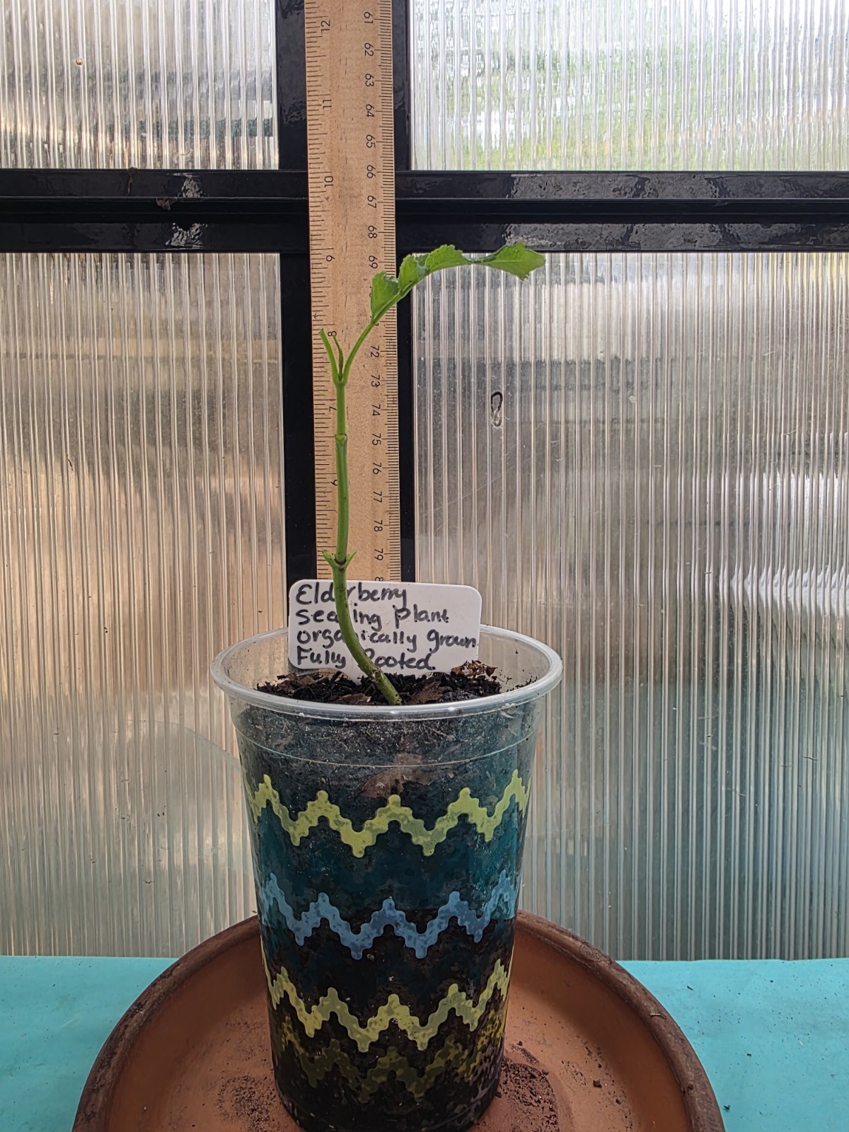 Elderberry (Sambucus) fully rooted seedling plant (Plant Only) sizes vary