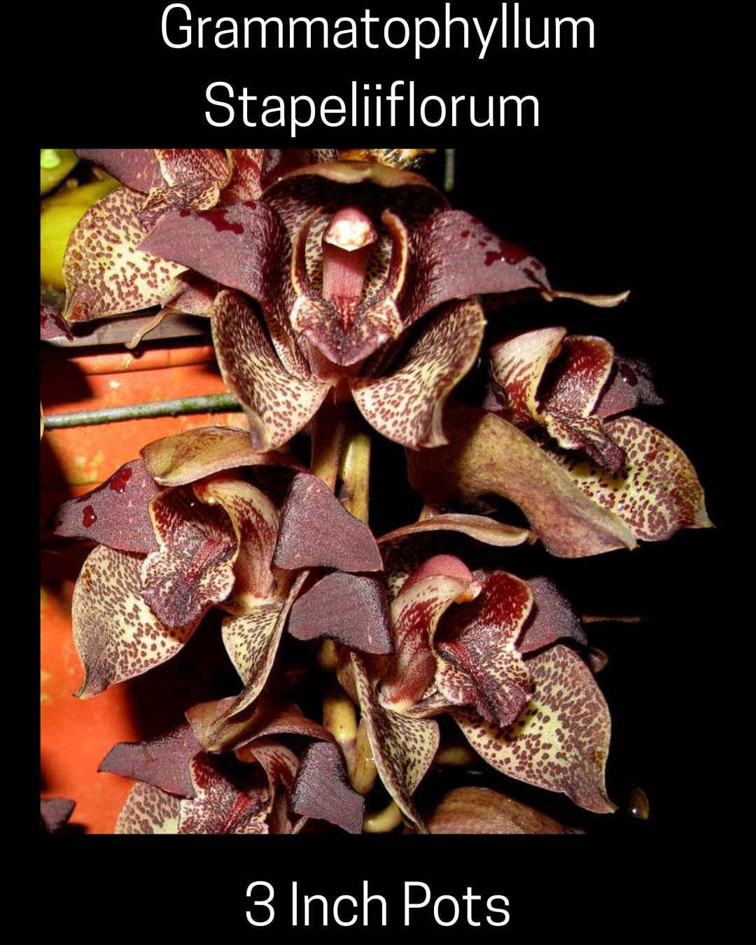 Grammatophyllum Stapeliiflorum Orchid, Seedling size, 3.5 inch pots, fragrant