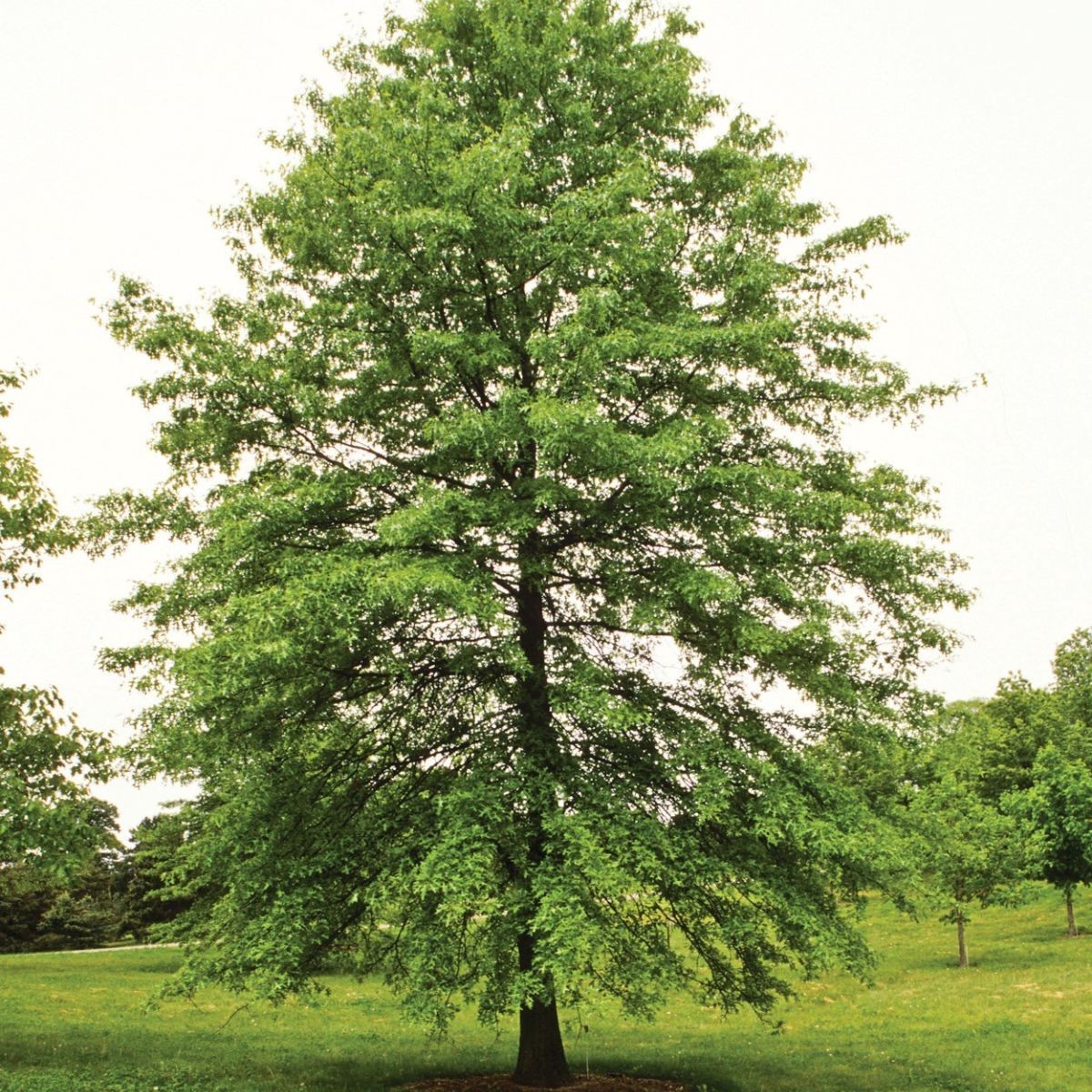 5 Pin Oak Tree 12-24″ Quercus palustris Bare Root Starter Plant