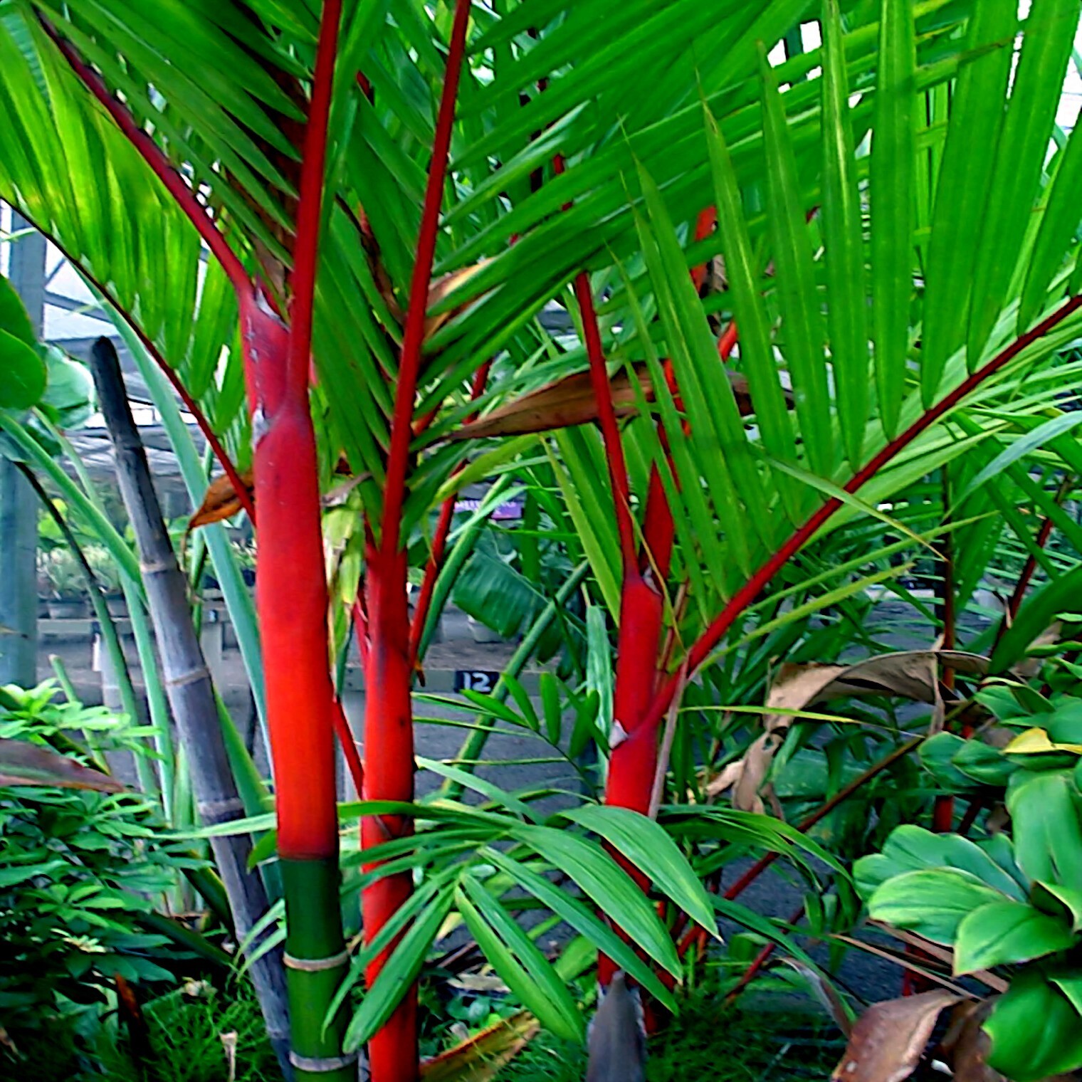 20 RED SEALING WAX “LIPSTICK” PALM TREE SEEDS (Cyrtostachys renda) House Plant