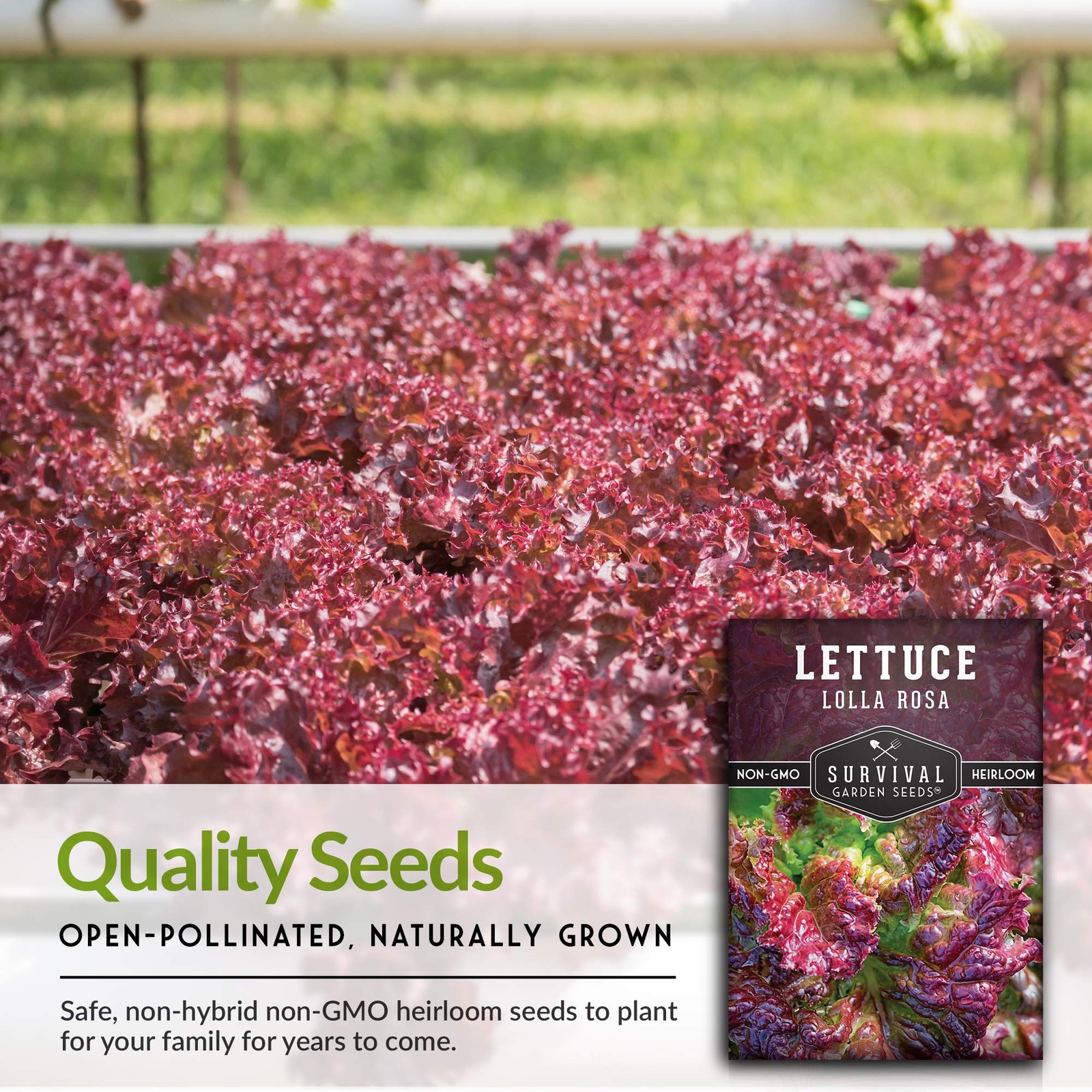 Lolla Rossa Lettuce Seeds for Planting – Red Leaf green, red