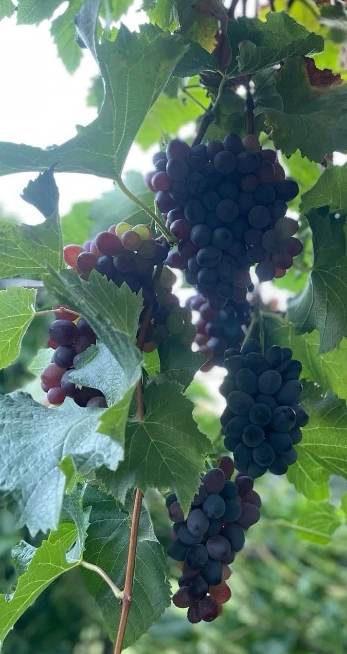 Kyoho Grape With Pot 6” Seedling Live Plant Ready To Plant