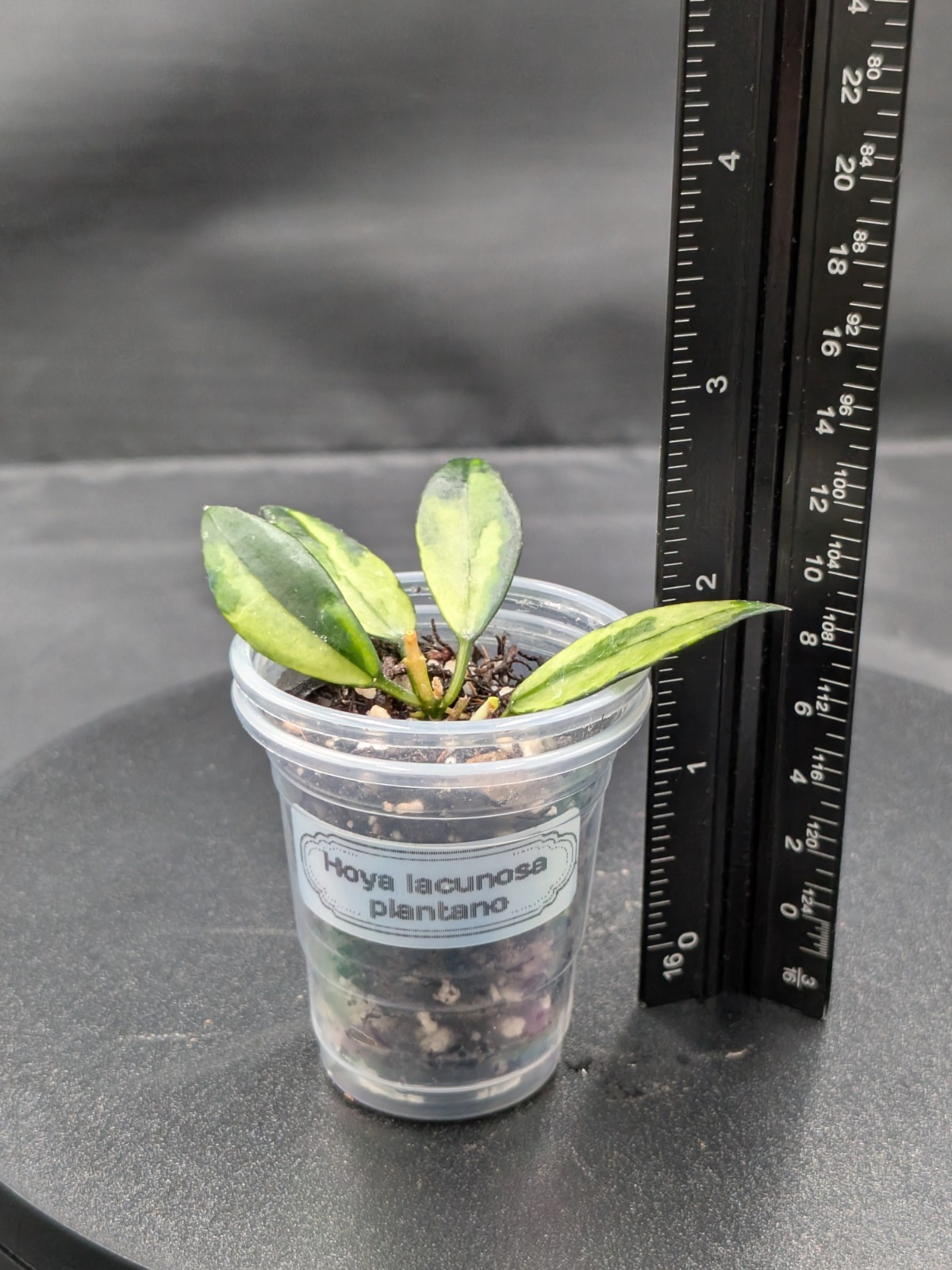 Hoya Lacunosa Platano- Newly/Lightly Rooted, New Growth Point, High Color!