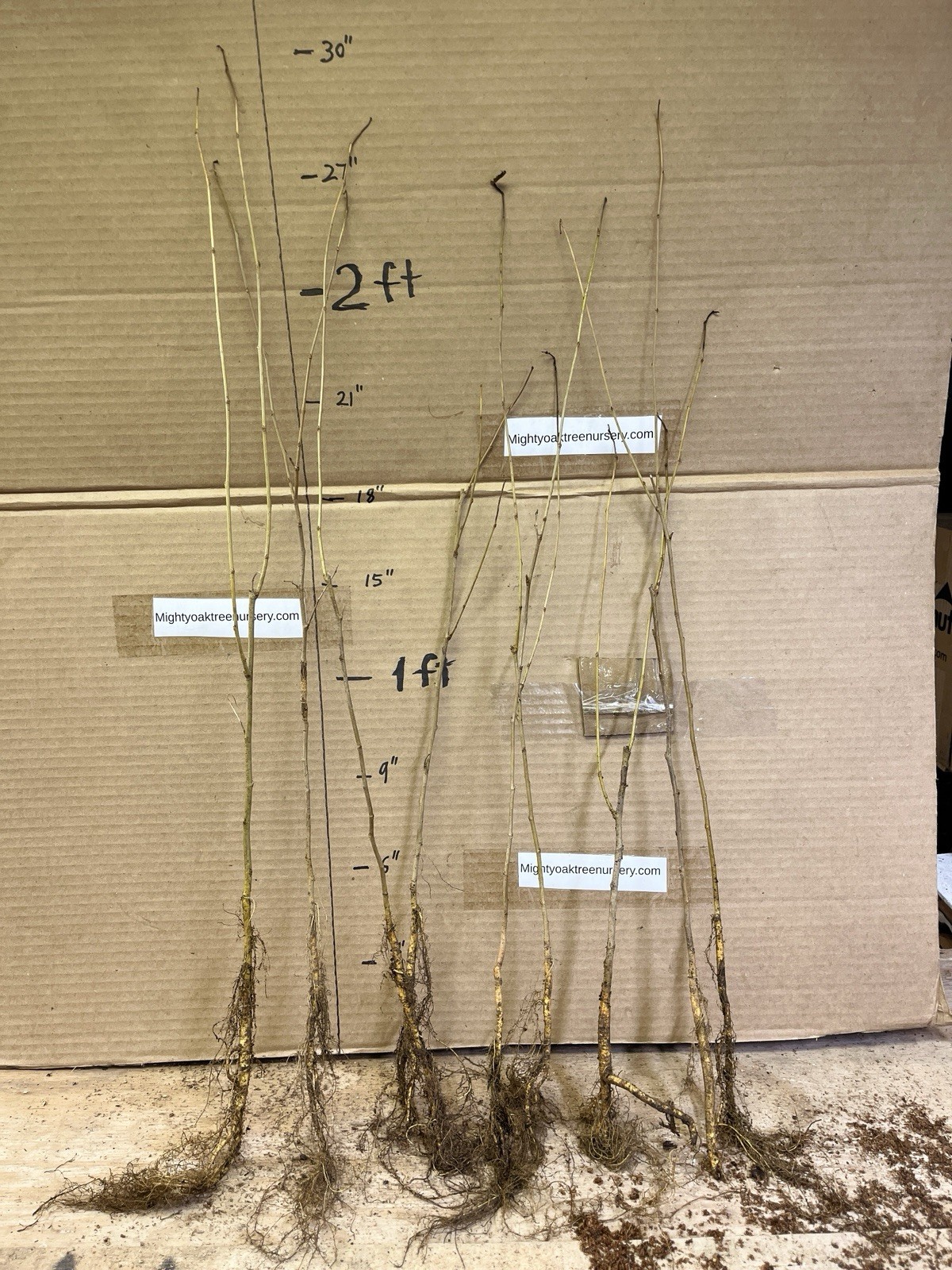 1-2 year old White Mulberry (Morus alba) plant, Russian, 12-18″ tall