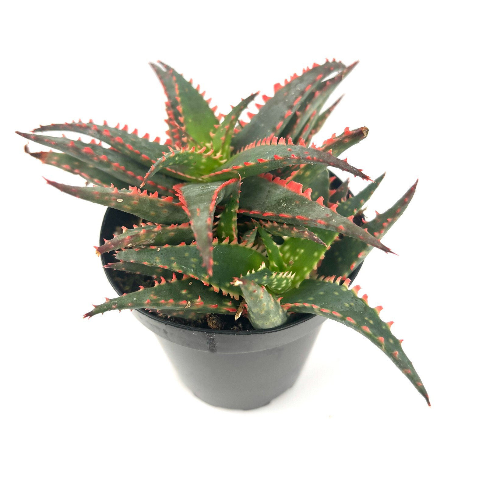 Aloe Christmas Sleigh Cluster, 3.5″ Pot