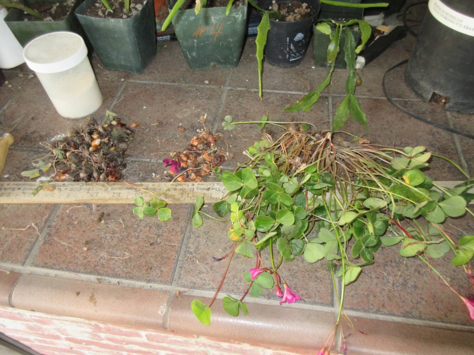 Oxalis Collection 20 ML Bulbs 4 varieties not labeled