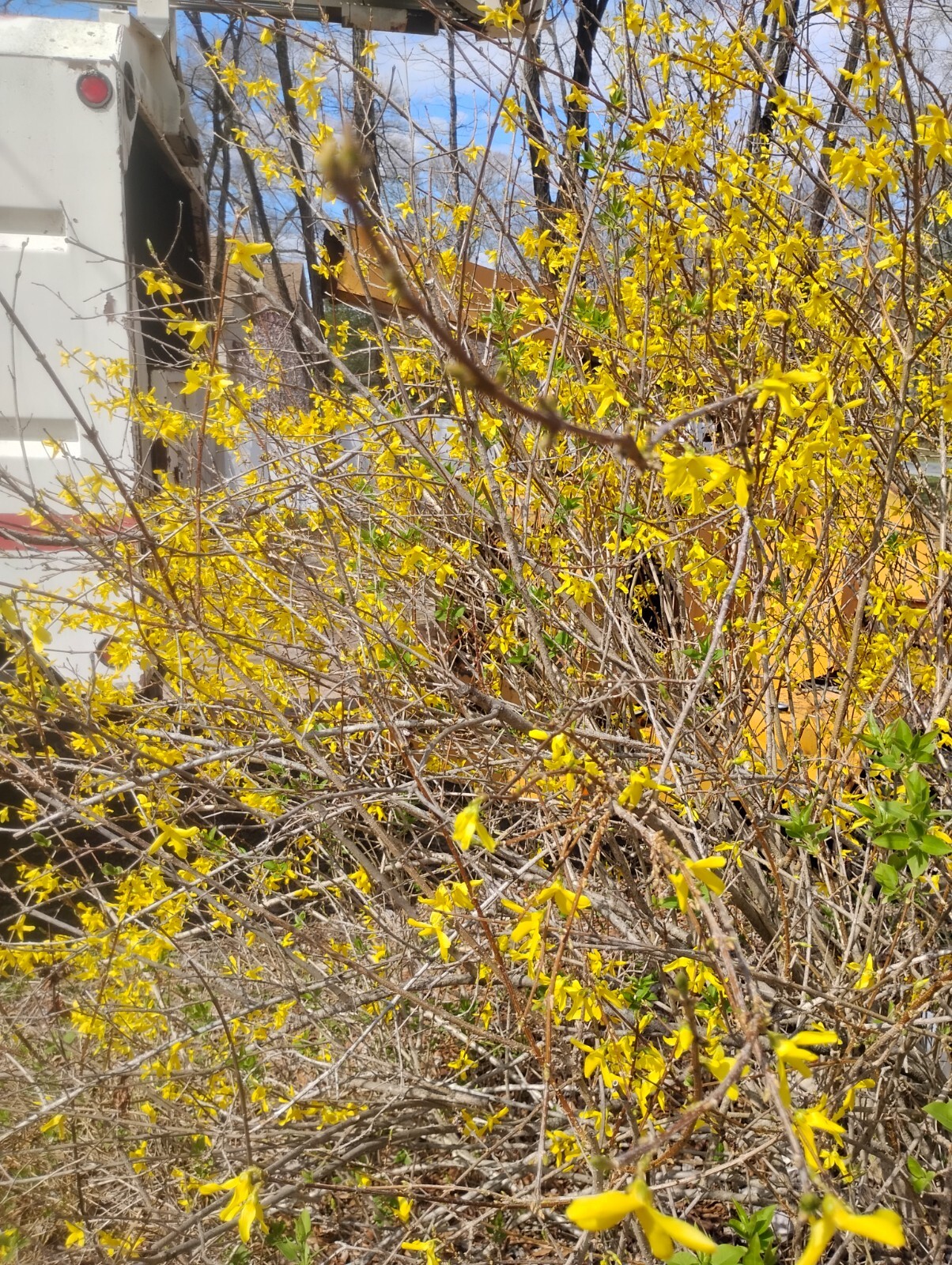 Forsythia Cuttings for rooting, 8 Cuttings UNROOTED Cuttings,Perennial