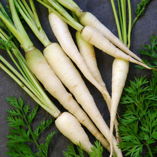 Lunar White Carrot Seeds | Non-GMO | Free Shipping | Seed Store | 1082