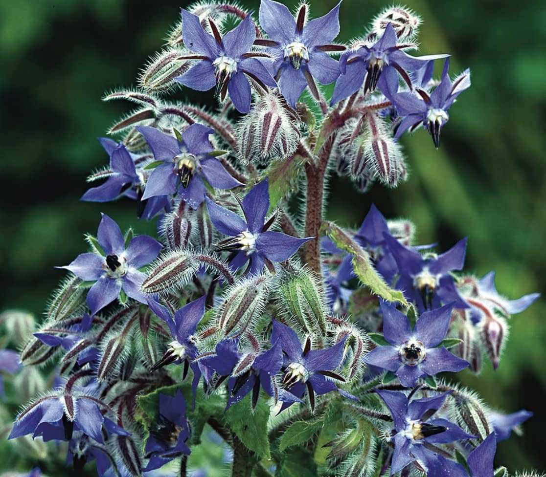 Blue Star Borage Flower/Herb Seeds. 100 Seeds. Free Shipping!