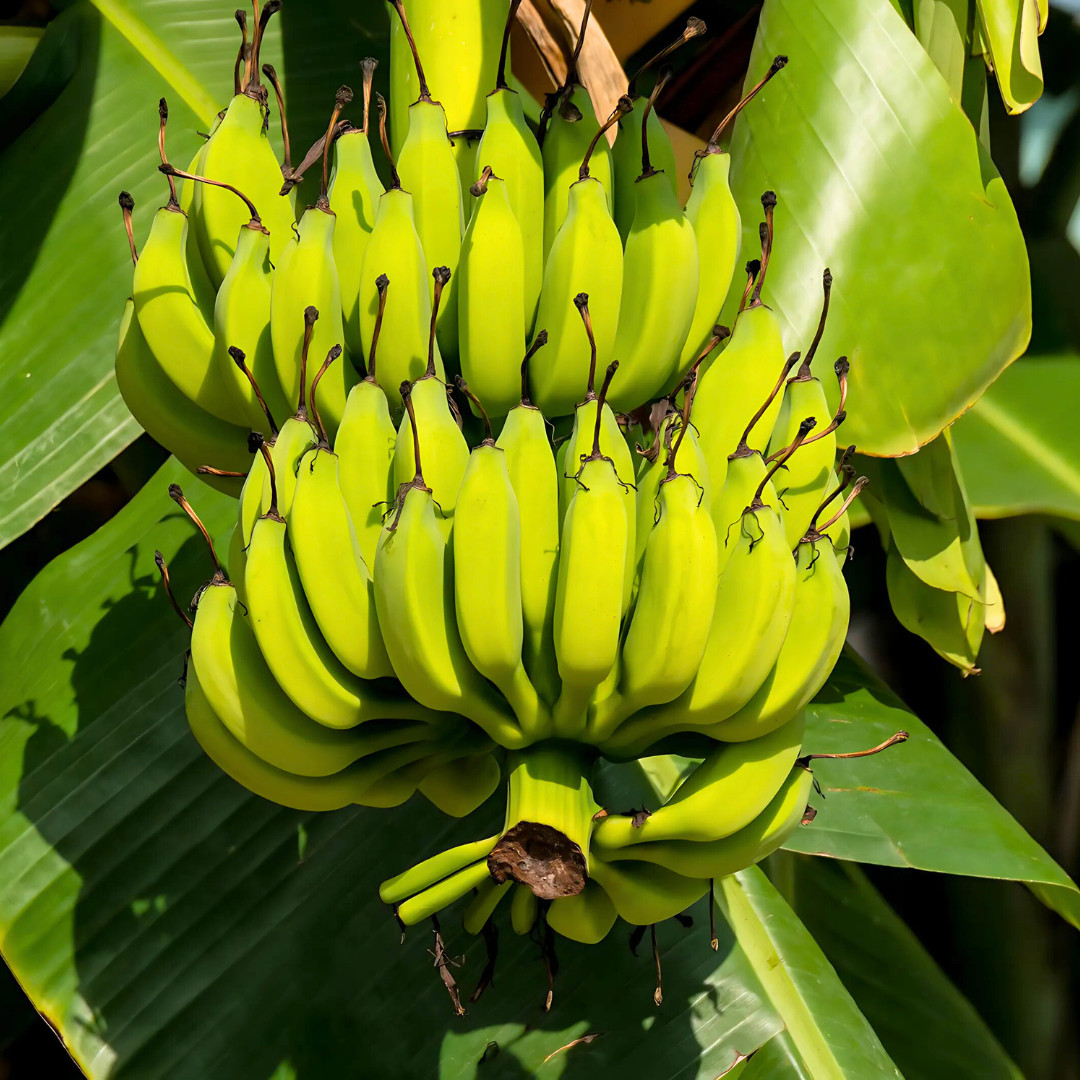 Fresh Sweet Golden Banana Seeds | 10 Seeds | Heirloom Non-GMO | Fruit Seeds