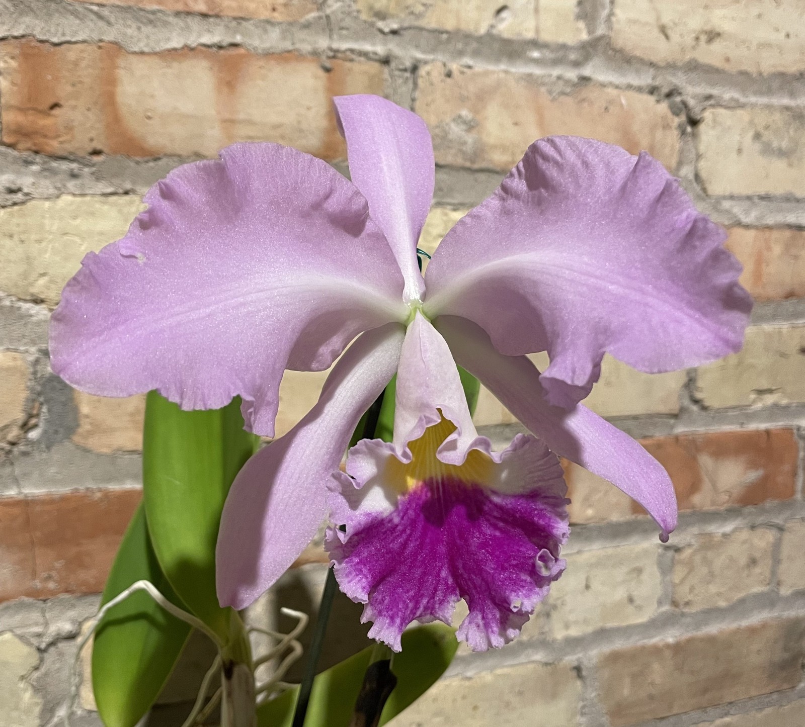 Cattleya warneri FRAGANT large-flowered spring-blooming orchid species MEDIUM