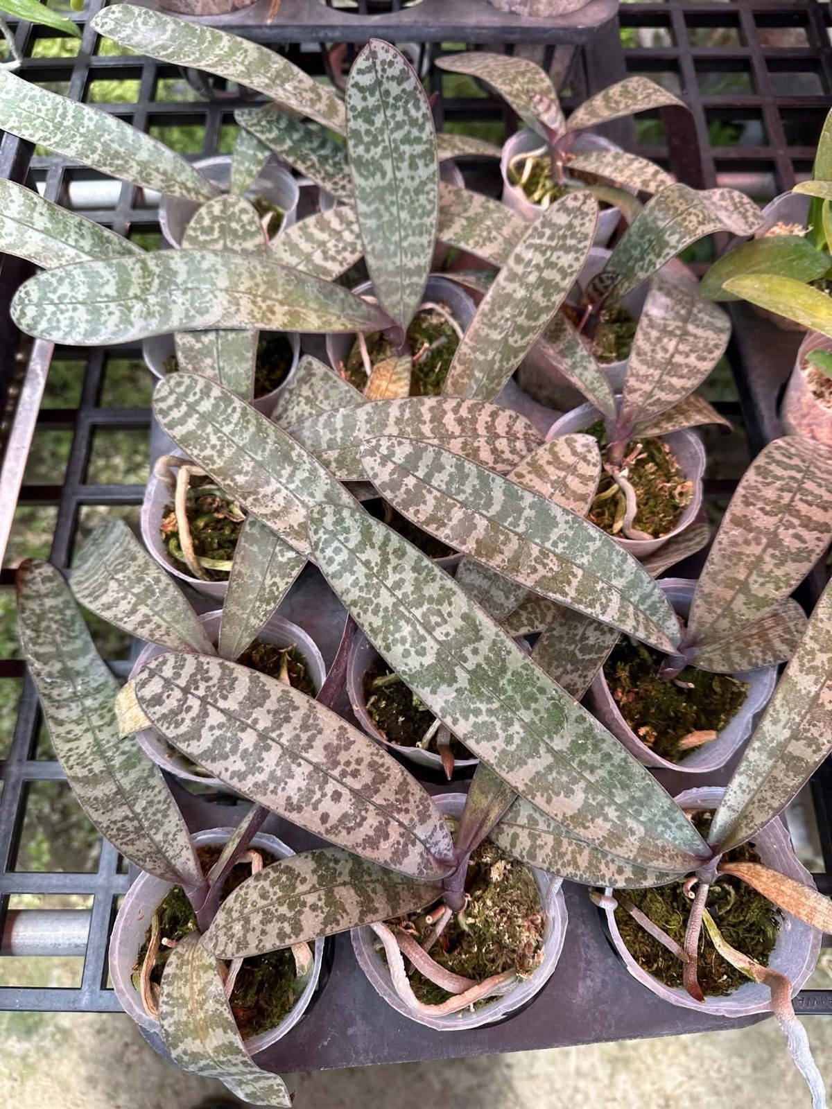 Phalaenopsis schilleriana “Alice’s Dream”