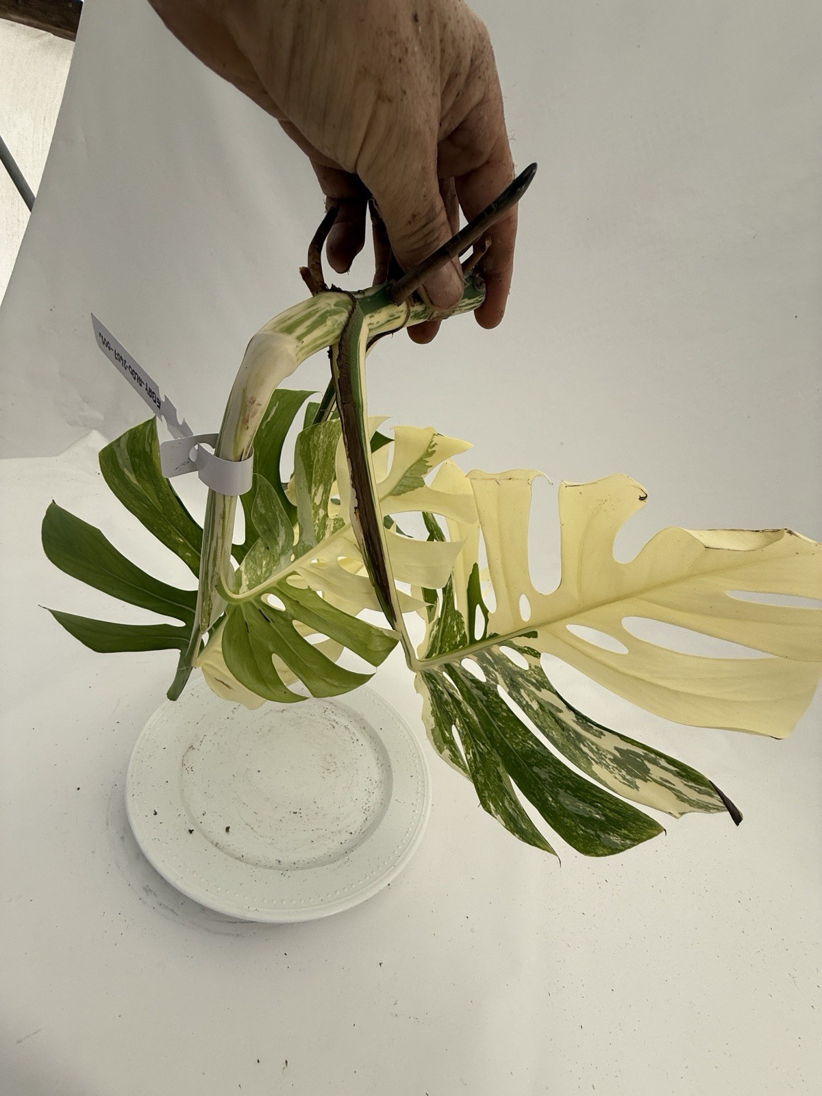 Monstera Albo top cutting EBAY-2607-002