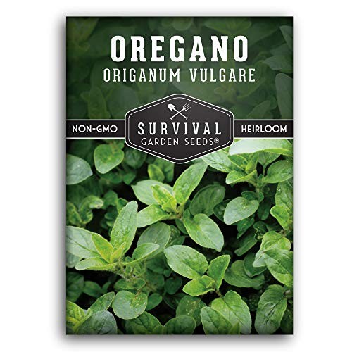 Oregano Seeds for Planting – Origanum Vulgare Culinary Herb for Italian 1