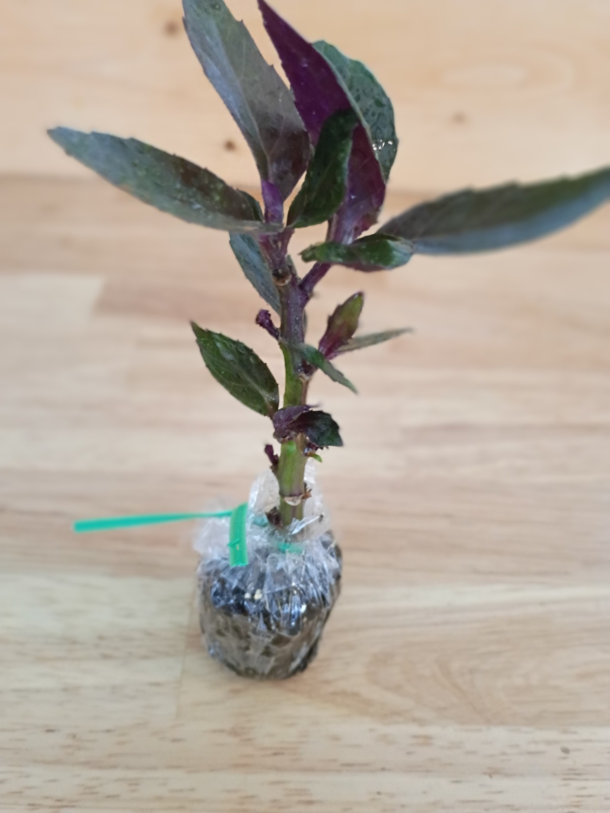 Okinawa Spinach Starter Plant – Edible Leafy Green, Heat-Tolerant, Easy to Grow
