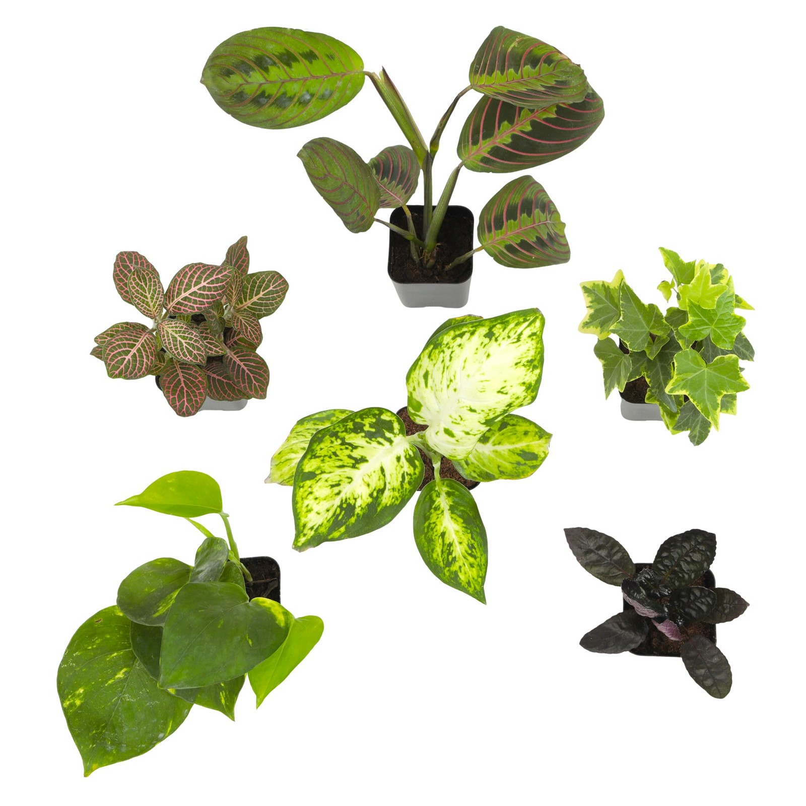 Easy to Grow Houseplants (Pack of 6), Live House Plants Pack 6, Multicolor