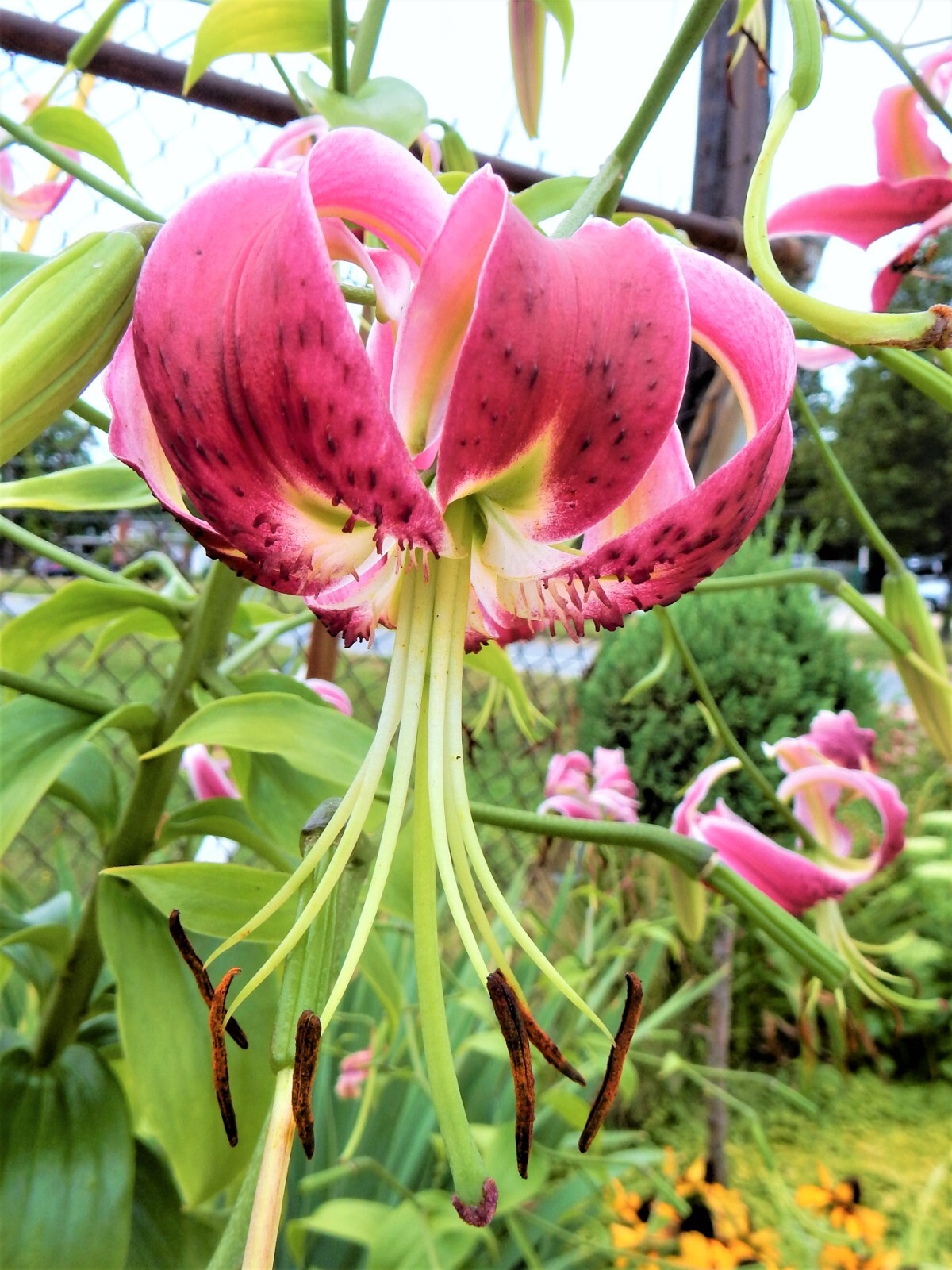 LILIUM SPECIOSUM RUBRUM – Perennial – 2 Plants