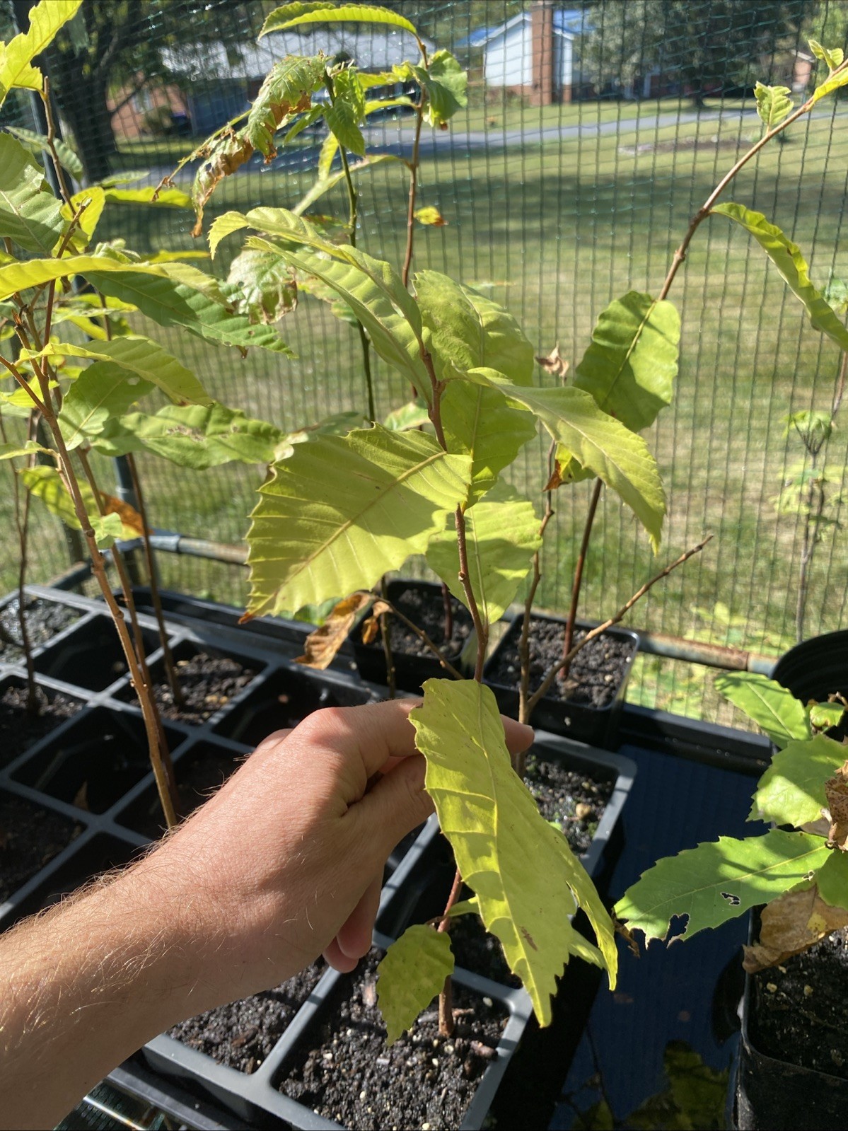 Dustan Chestnut Tree 6-12” Tall, Fast Growing, Excellent Wildlife Attractant