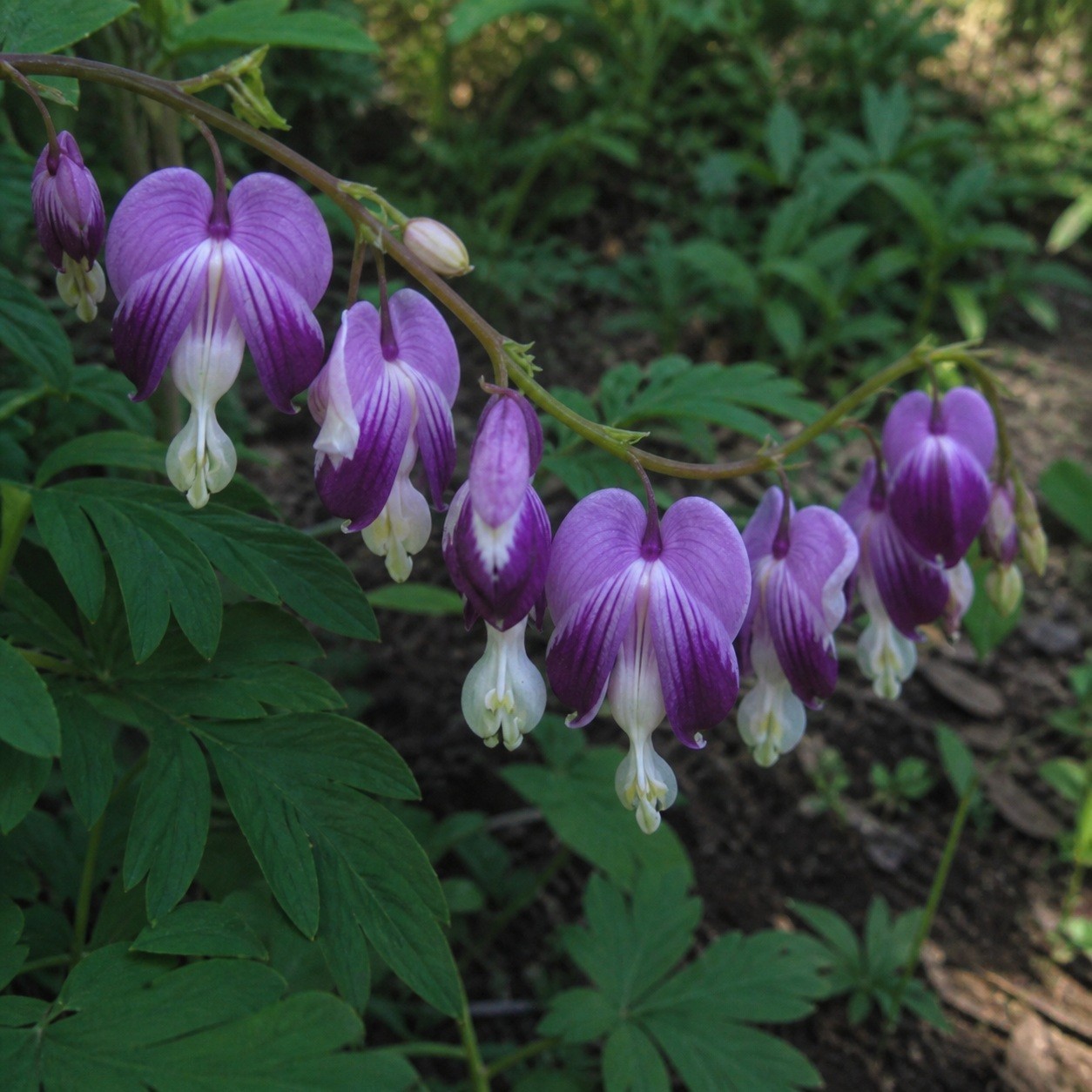 25 Bleeding Heart Dicentra Spectabilis Seeds Garden Flower “Purple”