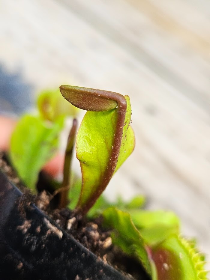 1 Potted Live “Maroon Monster” Venus Flytraps in a 2-inch pot