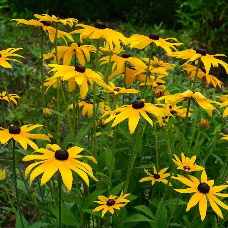 190 Seeds Gloriosa Daisy Fancy Black-Eyed Susan Perennial Heirloom Non-GMO
