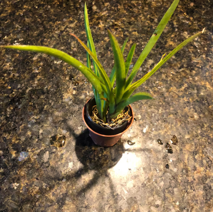 Live Tiny Dancer Tolumnia Miniature Orchid Plant – No Flower Spike – 2″ Pot