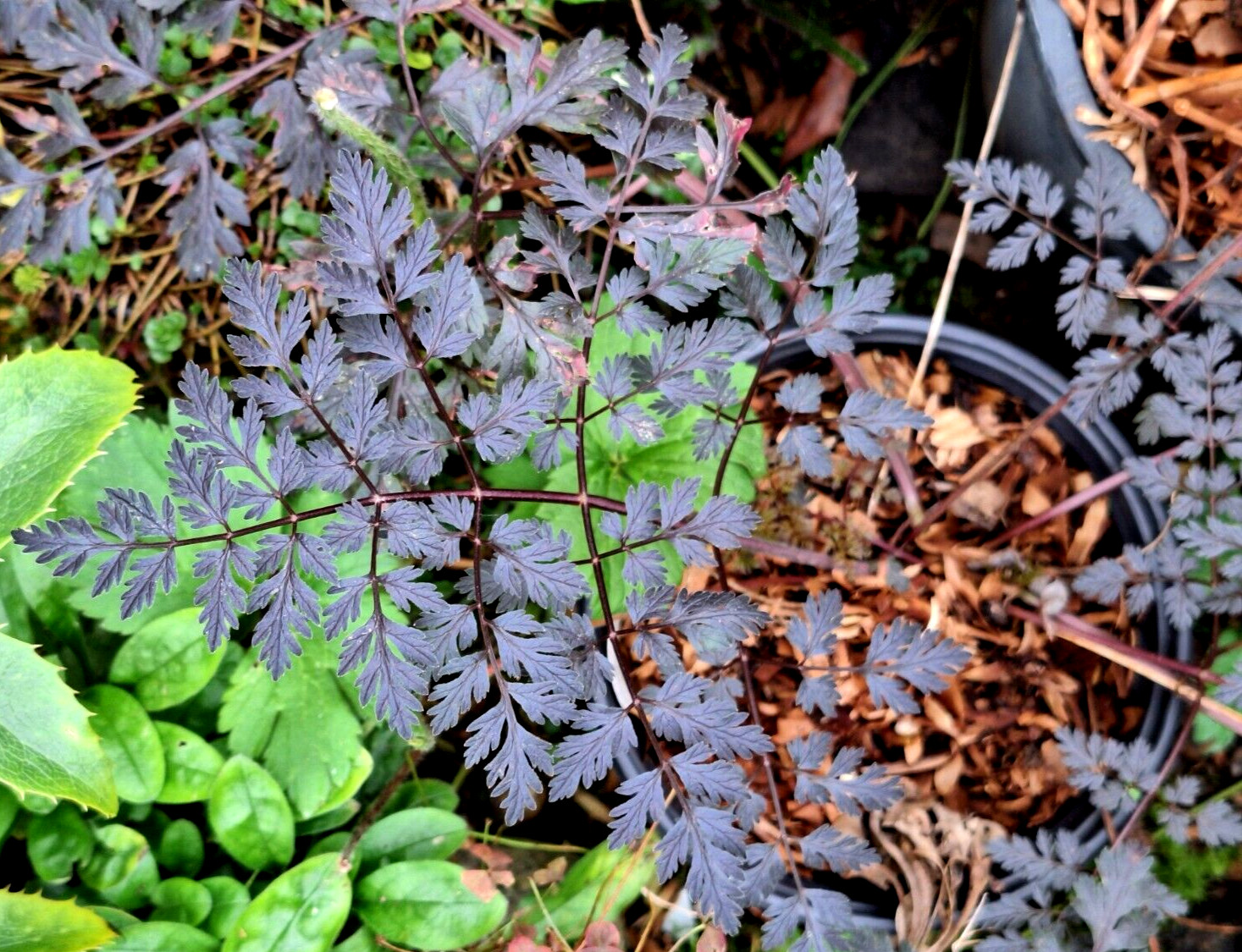 BLACK COW PARSLEY 50 SEEDS, ANTHRISCUS SYLVSTRIS RAVINSWING, MARIESGREENGARDEN