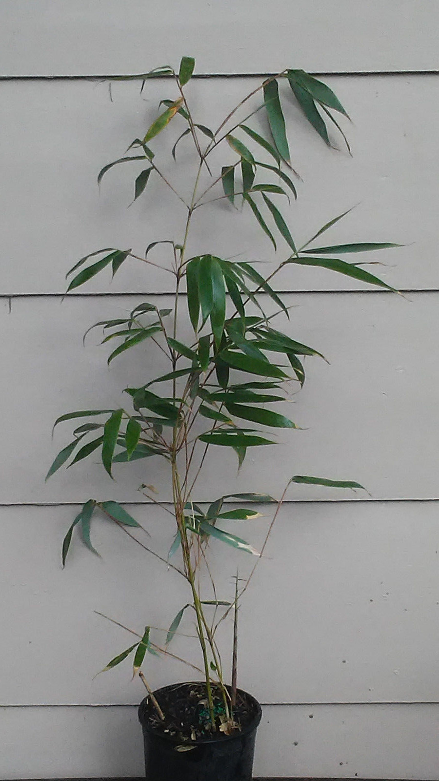 Fargesia robusta Wolong Live Clumping Bamboo Plant For Hedge or Specimen.