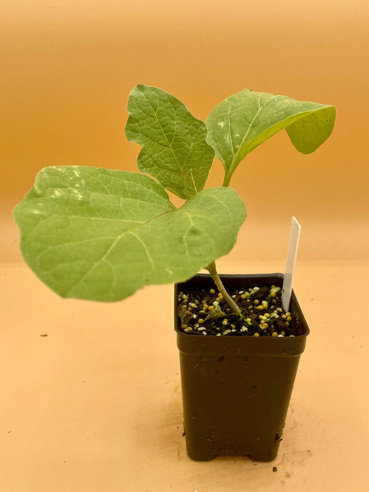 Eggplant, Black Beauty Starter Plant Solanum Melongena ‘Black Beauty’ In 3″ Pot