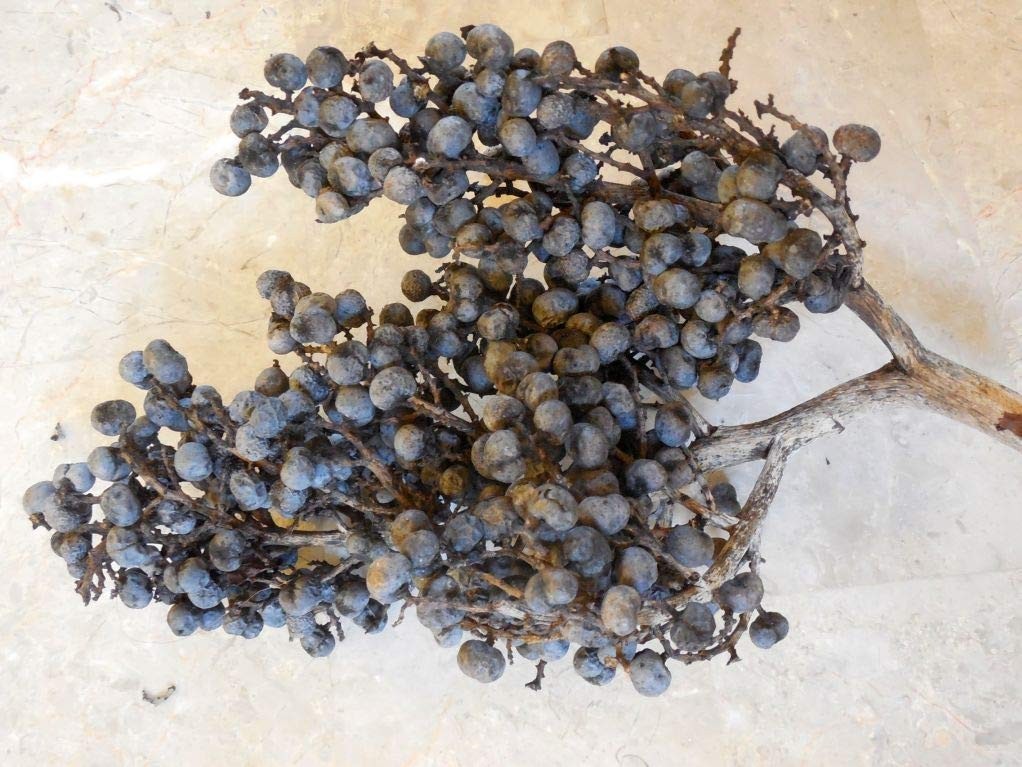 10 Silver Bismarck Palm Seeds Bismarckia nobilis Blue Fan Palm