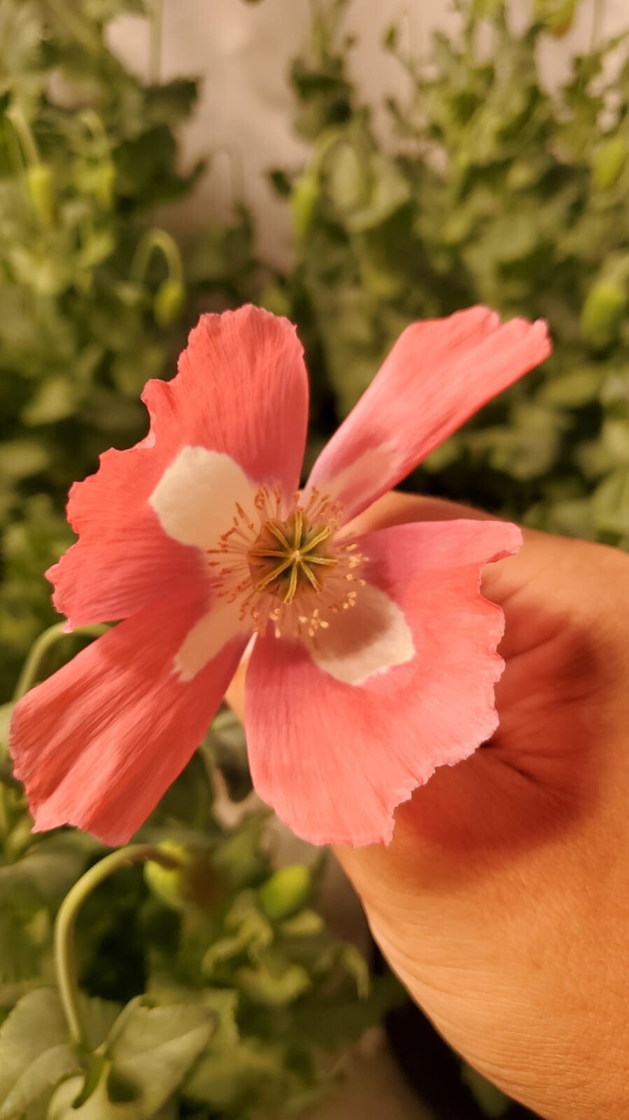 TRUE Galania Izmir Afghan Special Poppy Seeds 1500 Count Indoor/Outdoor