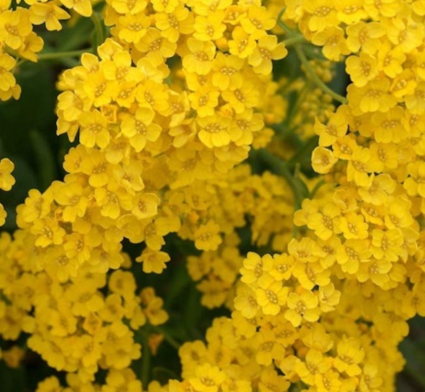250+ Basket of Gold Alyssum Seeds **Fresh Seeds** ~~Free Shipping~~