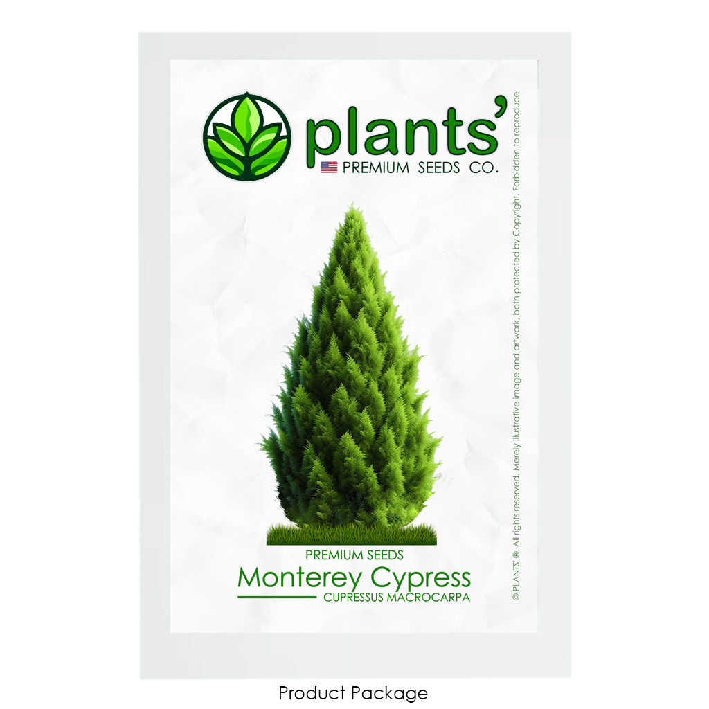 Monterey Cypress | Premium Seeds | Cupressus macrocarpa | Plants’®