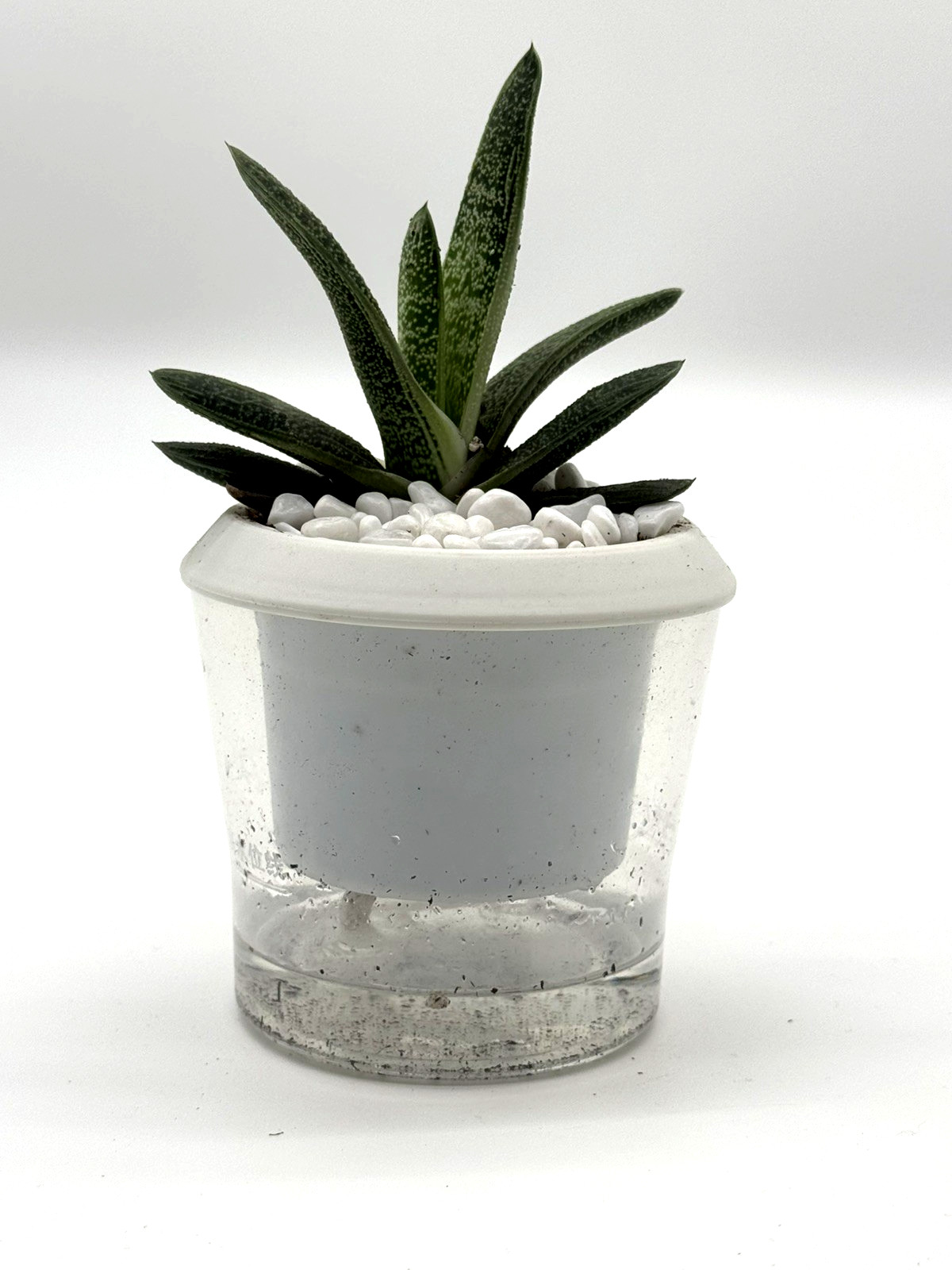 GASTERIA ‘OX TONGUE’ – 4In Self-watering Pot polished white pebble stones