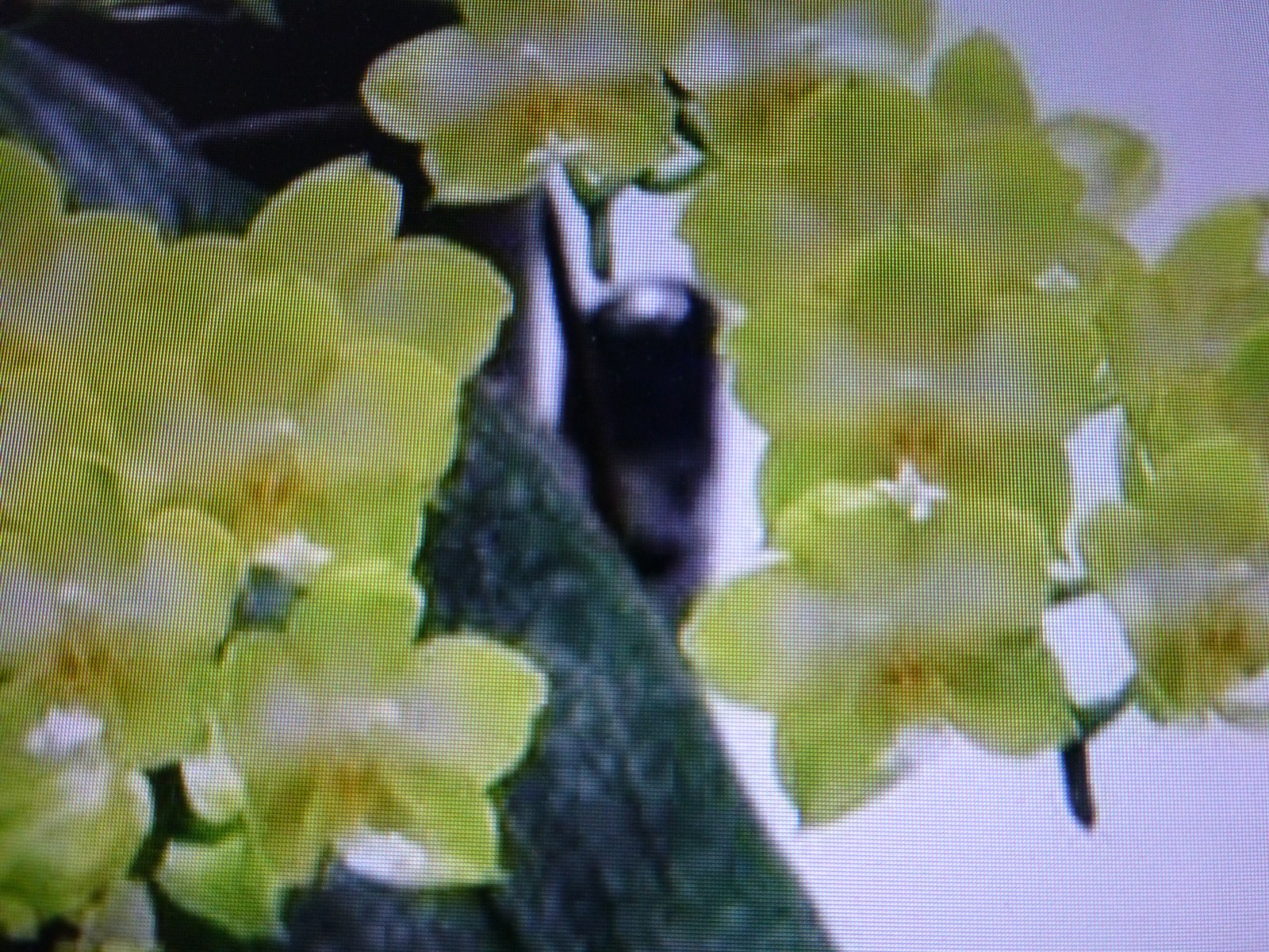 Very Fragrant Orchid Phalaenopsis Phal. KS Jadegreen ‘Sweet’ (KSM-035) In Pot