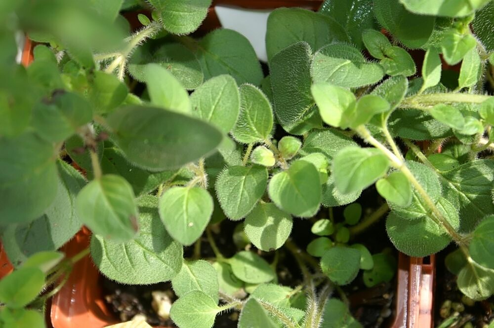 2,000 Seeds GREEK TRUE OREGANO Medicinal Perennial Herb Origanum Hirtum Non-GMO