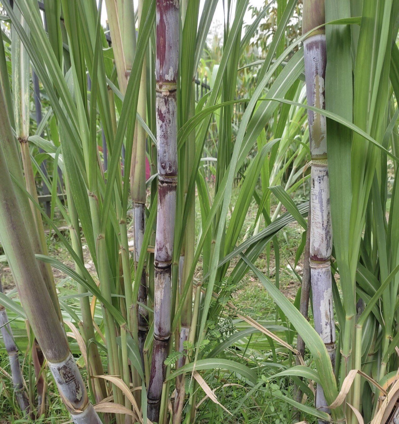 Rooted Sugarcane Cutting 5pcs ￼ Live Plant Ready To Grow (cây mía )