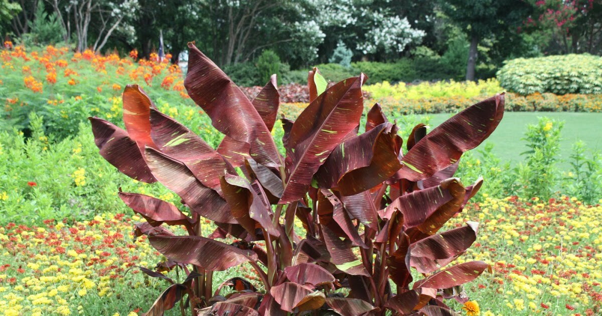 ~SIAM RUBY~Variegated Ornamental Banana SMALL ROOTED STARTER PLANT~VERY RARE~HTF